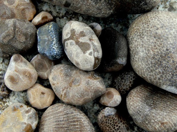 petoskey stones